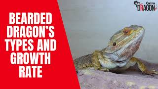 How Fast Do Bearded Dragons Grow Bearded Dragons Growth Rate Explained [upl. by Seiber]