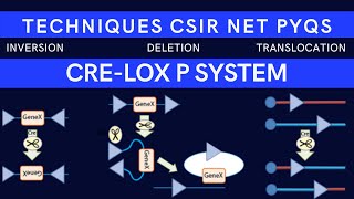 Cre Lox P Recombination System Cre Lox P Cre recombinase CSIR NET PYQs [upl. by Enilrad]