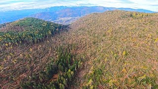 LA NATURA DEL TRENTINO DISTRUTTA DAL VENTO  STRAGE DI ALBERI NELLE DOLOMITI  VAIA [upl. by Cressler]