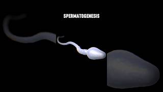 SPERMATOGENESIS spermatogenesis  WHAT IS SPERMIOGENESIS shortviraltrending [upl. by Opalina]