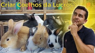 Criar Coelhos da Lucros [upl. by Borszcz725]