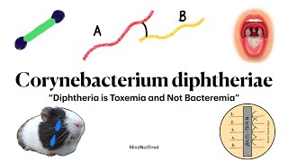 Corynebacterium diphtheria  Diphtheria  Microbiology  MindNotTired [upl. by Dulcinea]