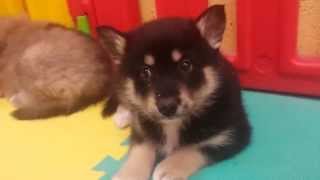 Pomsky Puppies Relaxing at Katiebrooke Kennels Super Cute [upl. by Weixel781]