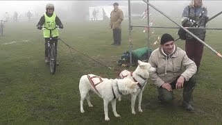 Hundeschlittenrennen Schlittenhunderennen 2013 auf dem Hohen Dörnberg von tubehorst1 [upl. by Ardme]