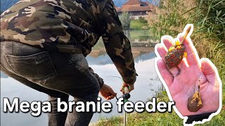 Mega branie feeder 3 przynęta ciasto [upl. by Eardna]