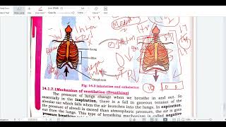 VENTILATION AND MECHANISM OF VENTILATION INHALATION VS EXHALATION  CLASS 11 BIOLOGY SINDH NEW [upl. by Ready339]