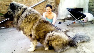 All You Need to Know About the Loyal and Protective Caucasian Shepherd Dogquot [upl. by Meggie]