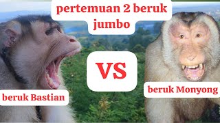 pertemukan 2 beruk jumbo beruk bastian dan beruk monyong [upl. by Docilu583]