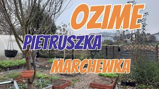 WYSIEW MARCHEWKI I PIETRUSZKI 🌱 ORAZ ŚCIĄGAM FOLIE Z TUNELU NA ZIMĘ ❄ OPADY ŚNIEGU JUŻ TUŻ TUŻ❄ [upl. by Renfred]