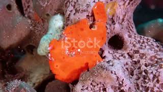 Frogfish The Cutest Masters of Disguise [upl. by Omland]