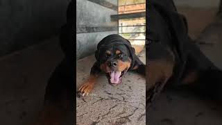 Angry rottweiler barking sound puppy cuteanimal cute puppydogandpuppycat [upl. by Gusta]