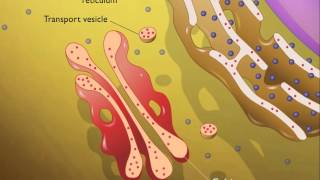 Lysosomes HD Animation [upl. by Pettifer]