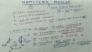 Hamstring Muscle  Posterior Thigh Muscle  TCML and ENMEDER [upl. by Laeria]