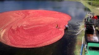 Secrets of the Cranberry Harvest [upl. by Airbas]