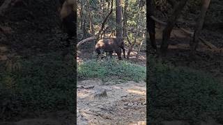 Bijarani Zone Jim Corbett jimcorbettnaturetigerforest tuskerelephant [upl. by Areik]