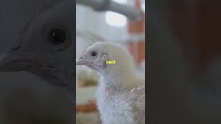 Layers vs Broilers Whos the Real Money Maker chicken healthylifestyle [upl. by Yug]