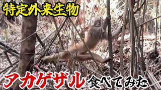 特定外来生物「アカゲザル」食べてみた [upl. by Cummings]