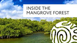 Inside the Mangrove Forest [upl. by Dray]