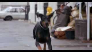 Dobermans in movie 28 Доберманы в кино [upl. by Eudoca96]