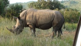 Rhino  Pilanesberg National Park [upl. by Enimasaj]