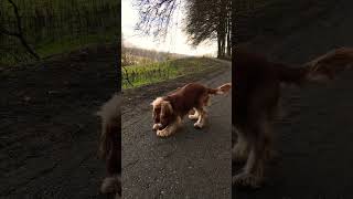 Beautiful and happy English Cocker Spaniel Robby 🧡🐶 [upl. by Black]