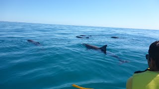 Dolphin View Sea Kayak Tour  Noosa to Double Island Point [upl. by Belda]