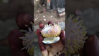 Parijathampuvulu night blooming flowersnagalingampuvuludevotional siva youtubeshorts [upl. by Whipple]