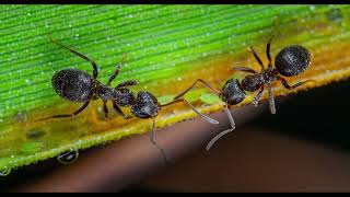 Lesfourmis extrait de lEncyclopédie du savoir relatif et absolu [upl. by Florentia]