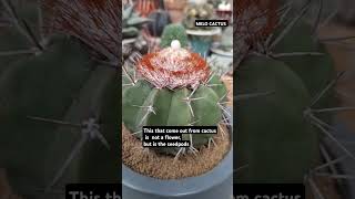 melocactusgymnocalycium videoshorts videoviral [upl. by Nador]