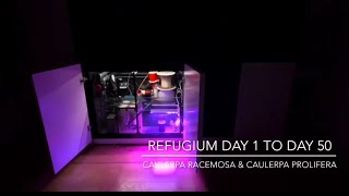 Refugium Day 1 to Day 50 [upl. by Enitnemelc595]