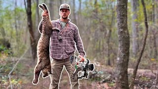 Huge Bobcat w a Bow PUBLIC LAND BOWHUNTING [upl. by Zakarias]