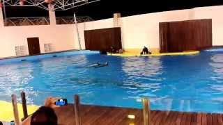 Dolphin Show in Jeddah Fakieh Aquarium Saudi Arabia [upl. by Greysun719]