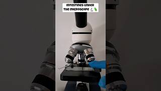 Intestines Under The Microscope microscope shorts biology [upl. by Sergei]