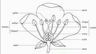 How to draw parts of flowerparts of flowerdiagram parts of flowerdraw and label part of flower [upl. by Eidarb]