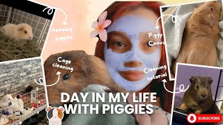 piggy chatclean out with 9 piggies💗 [upl. by Knobloch439]