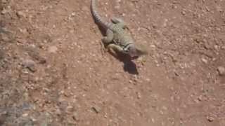 Eastern Collared Lizard Running [upl. by Sevart537]