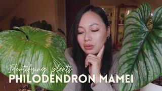 RARE PHILODENDRONS Philondendron Mamei and hybrids vs Philodendron Plowmanii amp Care Tips [upl. by Tamiko223]