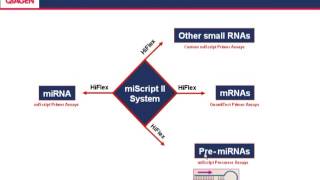 Meeting the challenges of miRNA research — an introduction to miRNA biology function and analysis [upl. by Ahsitahs467]