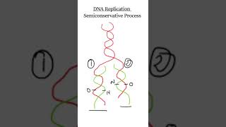 DNA replication  Viva Voce biochemistry [upl. by Adnilec934]