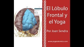 LOBULO FRONTAL Y EL YOGA [upl. by Inatsed894]