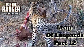 Leap Of Leopards Mother And Cubs 12 Impala Provides A Meal [upl. by Glenine]