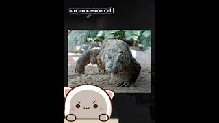 ¿Sabías que los dragones de Komodo pueden reproducirse sin necesidad de un macho [upl. by Modeerf]