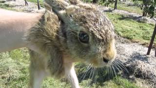 Wild baby hare [upl. by Letty]