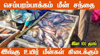 Chembarambakkam Fish Market  Live Fish Market செம்பரம்பாக்கம் மீன் சந்தை [upl. by Jamilla]