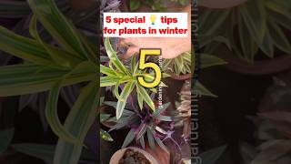 5 most effective tips for plants in winter plantscareinwinter plant plantscare shorts ytshorts [upl. by Ithaman]