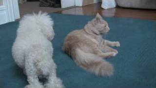 Dog Humps Cat [upl. by Berte]