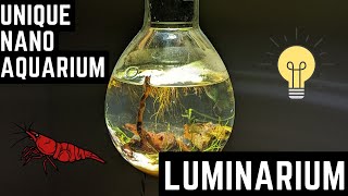 The Ultimate Low Tech Nano Aquarium  The Luminarium [upl. by Helve]