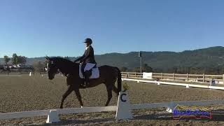 083D Michelle Wagner on Hillview Quality Control Open Modified Dressage Woodside October 2024 [upl. by Fry]