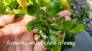 Check out this simple way of growing watercress at home [upl. by Ayr]