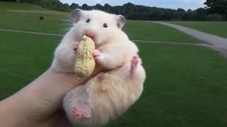 Big Hamster Going Outdoor with a Peanut [upl. by Sllew]